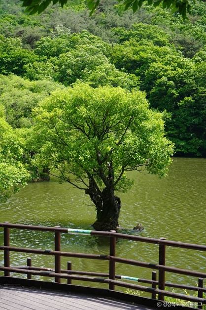 경북 주산지 (청송 국가지질공원) 이미지 6