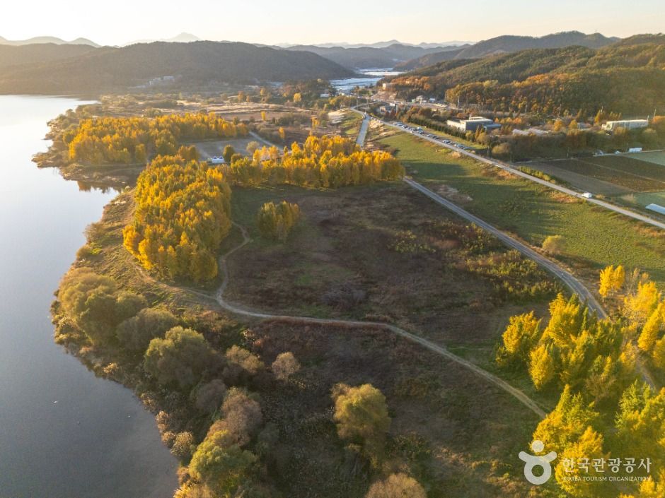 고령 다산 은행나무숲 이미지 4