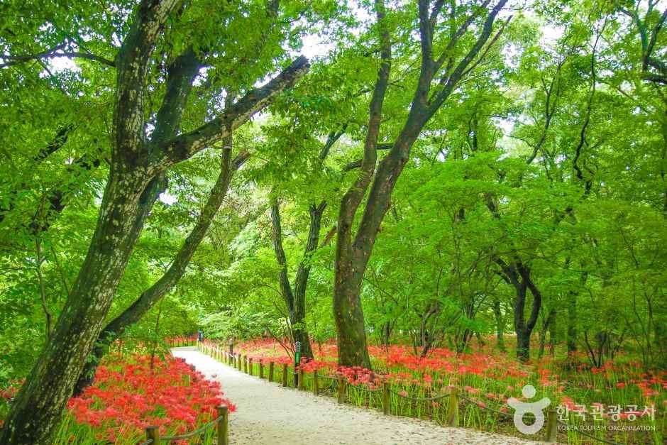 경남 함양 상림공원_천년의 숲 이미지 7