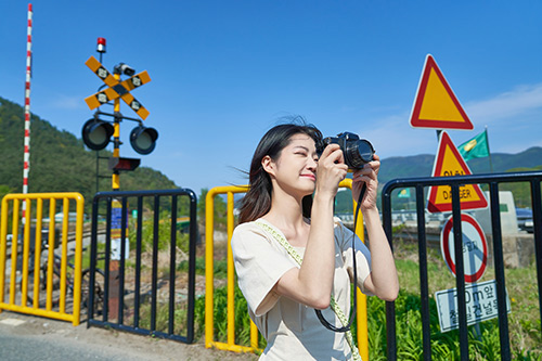 메타쉐콰이어 이미지